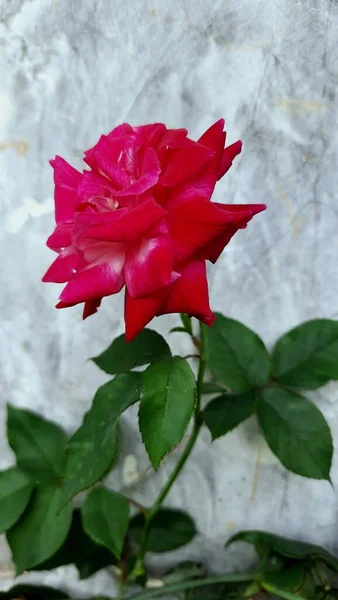 緑の葉の背景と白い壁に咲く赤いバラ — ストック写真