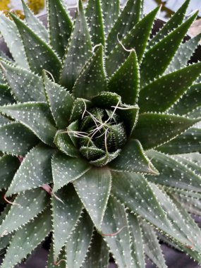 Aloe Aristata, küçük beyaz dikenli yeşil bir süs bitkisi, tencereye yerleştirilmiş.