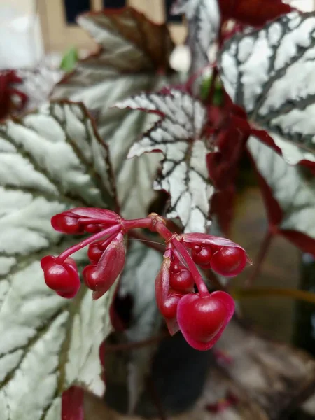 贝科尼亚雷克斯银花观赏植物 有银叶与绿线 鲜红的花朵 — 图库照片