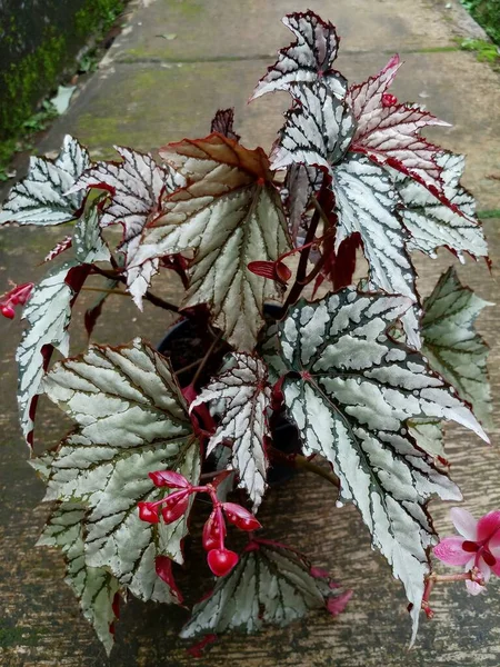 Begonia Rex Zilveren Sierplant Heeft Zilveren Bladeren Met Groene Lijnen — Stockfoto