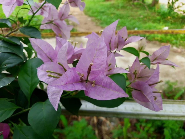 朝に緑色の葉で咲く薄紫色のブーゲンビリアの花を家の庭に植え — ストック写真