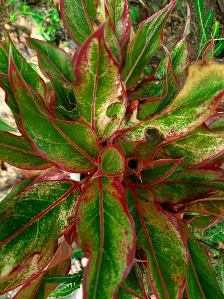 观赏植物Aglaonema Lipstick 绿色叶子边缘有红色条纹 上午从一个很高的角度拍摄 — 图库照片