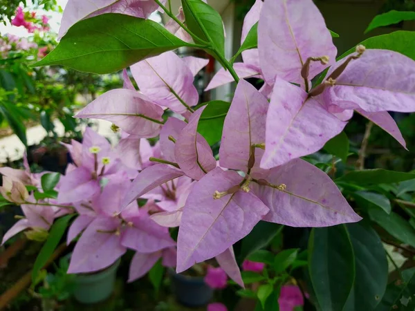 朝に緑色の葉で咲く薄紫色のブーゲンビリアの花を家の庭に植え — ストック写真