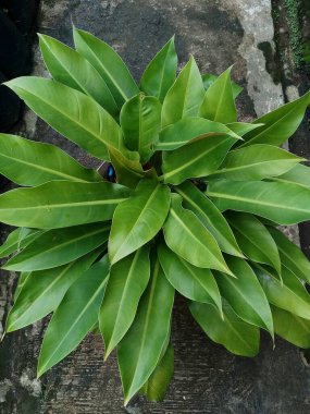 Philodendron Domesticum süs bitkisi, uzun yapraklı yeşil yapraklar, ev dekorasyonu için yetiştirilmiş.