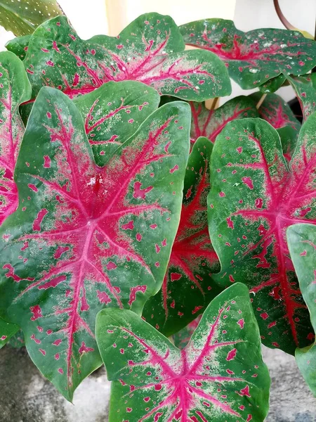Dísznövény Caladium Red Flash Zöld Levelek Piros Csíkok Ültetett Udvaron — Stock Fotó