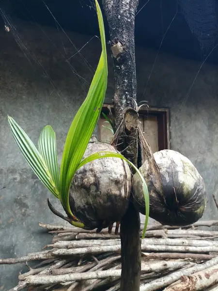一大早在村子里挂在一根木棍上发芽的椰子种子 — 图库照片