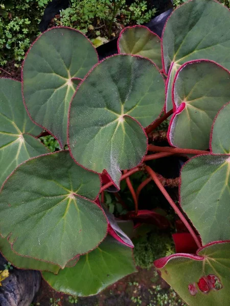 Begonia Grandis Houseplant Zielone Liście Paski Czerwonymi Brzegach Zrobione Wysokiego — Zdjęcie stockowe