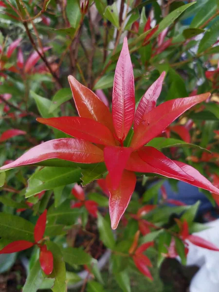 観賞用植物Syzygium Australeは 明るい赤い葉の芽を持ち ホームページの装飾として鉢に植えられました — ストック写真