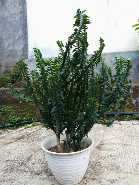Euphorbia Tithymaloides Pianta Ornamentale Nel Vaso Bianco Con Piccole Foglie — Foto Stock