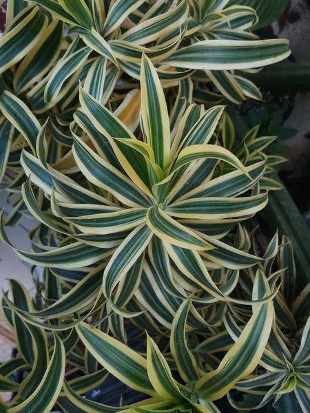 Dracaena Reflexa Zierpflanze Lange Grüne Blätter Mit Gelben Streifenmotiven Gepflanzt — Stockfoto