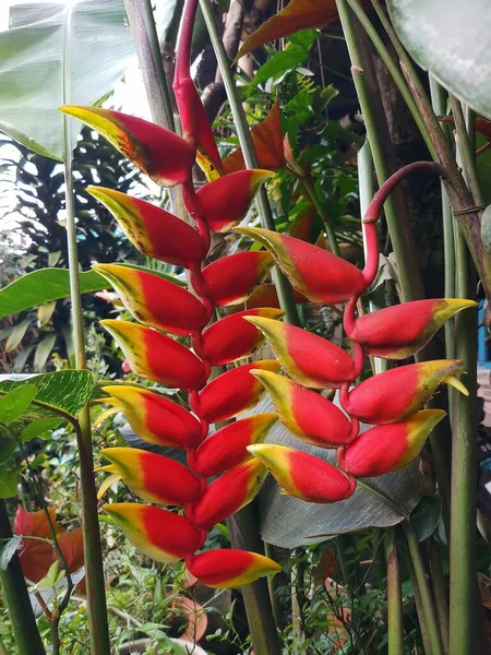 코니아 로스트 장식용 낙원의 가짜새라고 도불리우는 꽃들은 잎처럼 배열되어 있는데 — 스톡 사진