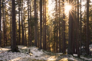 Güneş ışığı uzun çam ağaçlarının arasından akar, karla kaplanmış bir orman zeminini aydınlatır. Sakin bir kış sahnesi.