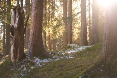Güneşli orman zemininde yosun, kar ve yüksek ağaçlar var. Sabahın erken saatlerinde dingin bir orman manzarası..