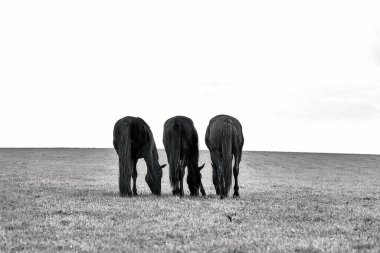 Tarlada yemek yerken sırtlarını gösteren üç atın siyah beyaz görüntüsü. Kırsal sadeliğin ve hayvani bağların özünü yakalayan minimalist bir sahne..