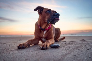 Pembe yakalı kahverengi bir köpek kumlu bir plajda uzanır ve arka planda güneş okyanusun üzerinde batarken dilini dışarı çıkarır. Görüntü rahatlatıcı ve neşeli bir ruh hali taşır..