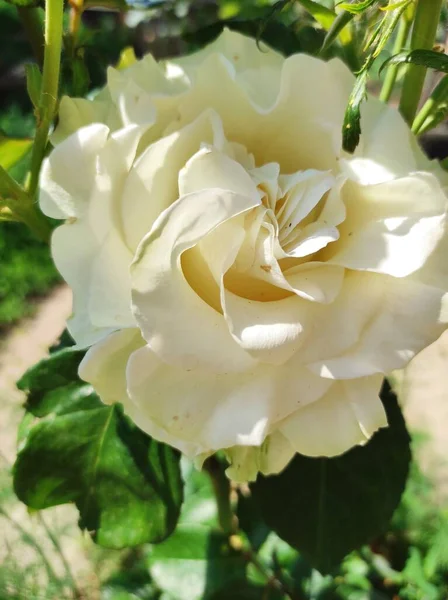 stock image Flower, rose.The beauty.Nature.