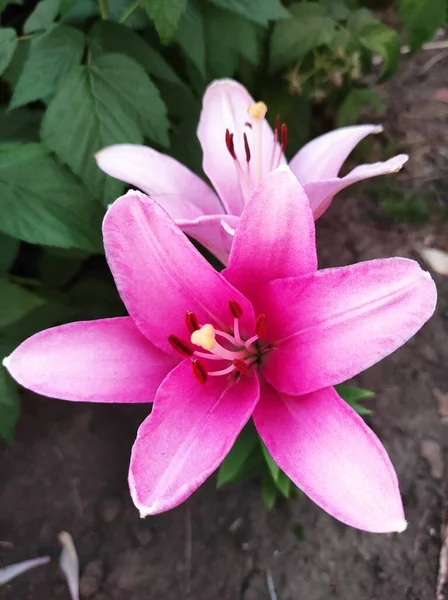 Fiore Rosa Bellezza Natura — Foto Stock