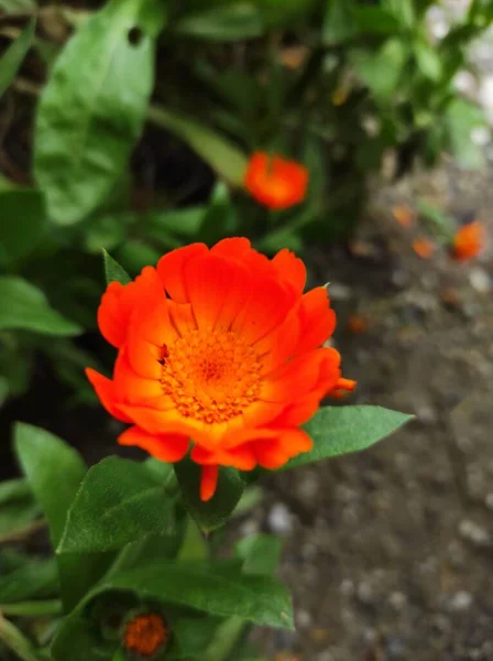 Квітка Троянда Краса Природа — стокове фото