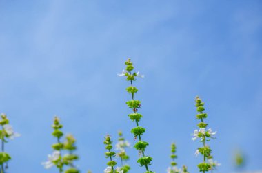 Tüylü fesleğen ağacı sabah güneş ışığıyla birlikte otlardan yapılmış bir yatakta. Yumuşak odaklı Ocimum citriodourum çiçeği, Haşhaş fesleğeni, mavi gökyüzü arka planlı Tayland limon fesleğeni