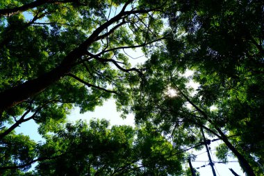 Aşağıdaki ağaç yukarı bakıyor