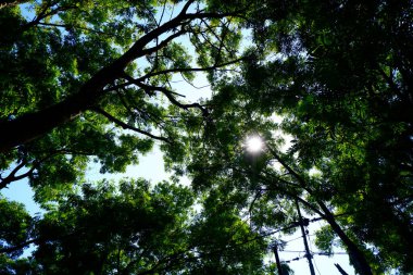 Aşağıdaki ağaç yukarı bakıyor