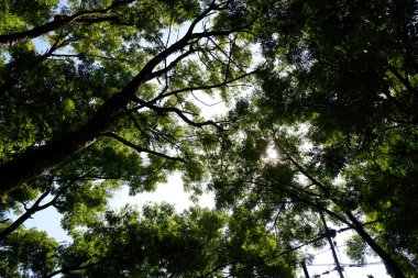 Aşağıdaki ağaç yukarı bakıyor