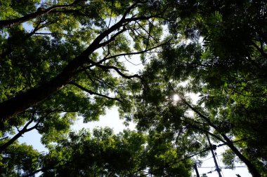 Aşağıdaki ağaç yukarı bakıyor