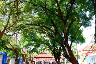 Aşağıdaki ağaç yukarı bakıyor