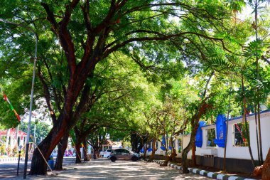 Sabahın erken saatlerinde parkta manzara. Açık hava ağaçları görünümü.