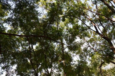 Arkadaki mavi gökyüzü ile ağaçlar yukarı bakıyor.