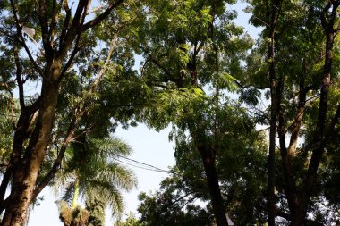 Arkadaki mavi gökyüzü ile ağaçlar yukarı bakıyor.