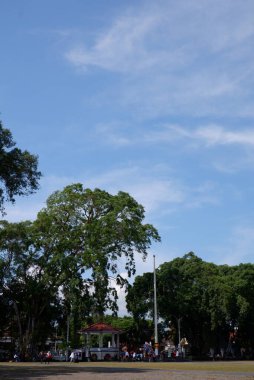 Güzel mavi bulut gökyüzü olan orman ağaçları. Açık hava ağaçları görünümü.