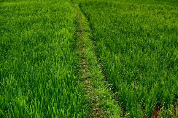 Güzel bir pirinç tarlası manzarası.