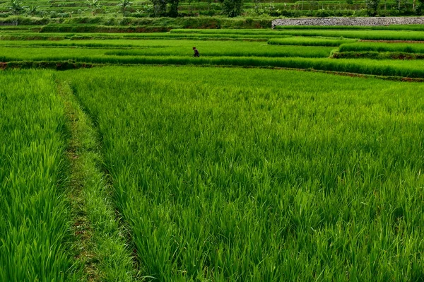 Güzel bir pirinç tarlası manzarası.