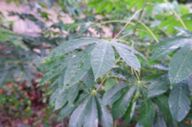 Su damlası ya da damlası olan taze yeşil bir yaprak.