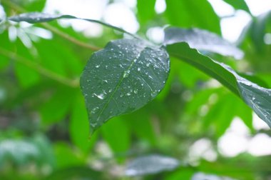Su damlası ya da damlası olan taze yeşil bir yaprak.