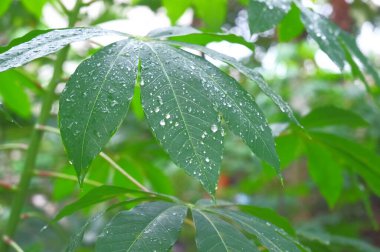 Su damlası ya da damlası olan taze yeşil bir yaprak.