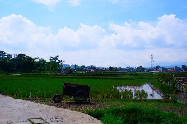 Landscape rice field with cloudy sky in the morning