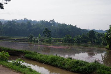 rice field with sky background, beautiful scenery landscape