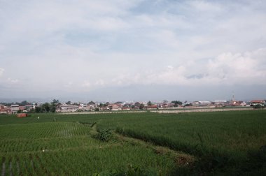Rice field with sky background, beautiful scenery landscape