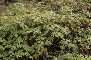Green bush in forest, hand-like leaves