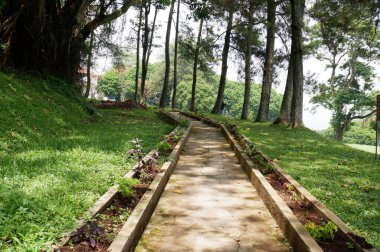 Panoramic of walkway in the middle of the forest