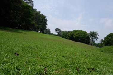 Nature green grassy golf field under a cloudy sky in summer day