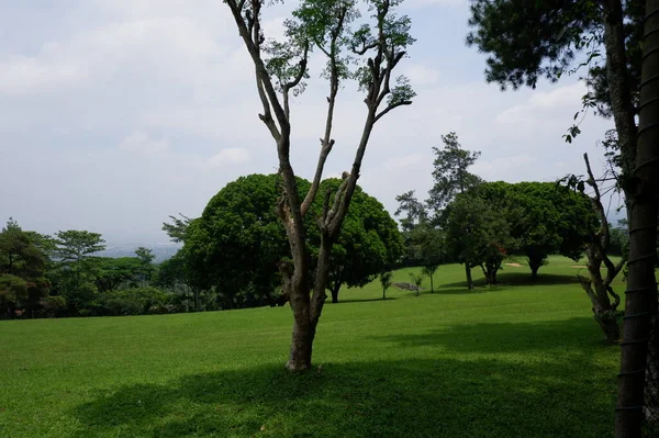 Panoramic view of green golf course with big trees growing in bright sunlight.