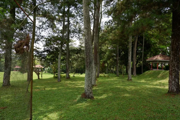 Beautiful nature green forest trees on summer day