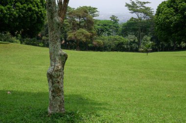 Panoramic view of green golf course with big trees growing in bright sunlight