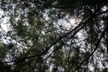 Looking up at tree. Nature forest green wood sunlight backgrounds