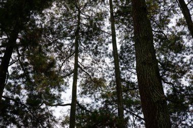 Looking up at tree. Nature forest green wood sunlight backgrounds