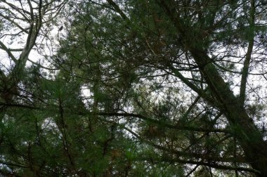 Looking up at tree. Nature forest green wood sunlight backgrounds