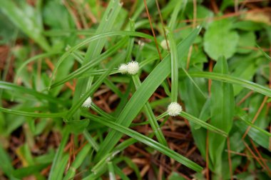 Kyllinga brevifolia is a species of sedge known by several common names, including shortleaf spikesedge, green kyllinga, perennial greenhead sedge, and kyllinga weed